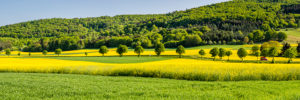 Panorama über Wiesen- und Rapsfelder bei Merxheim, Naheland,
Bäume, Allee, Panorama über Wiesen- und Rapsfelder bei Merxheim, Naheland,
Bäume, Allee,